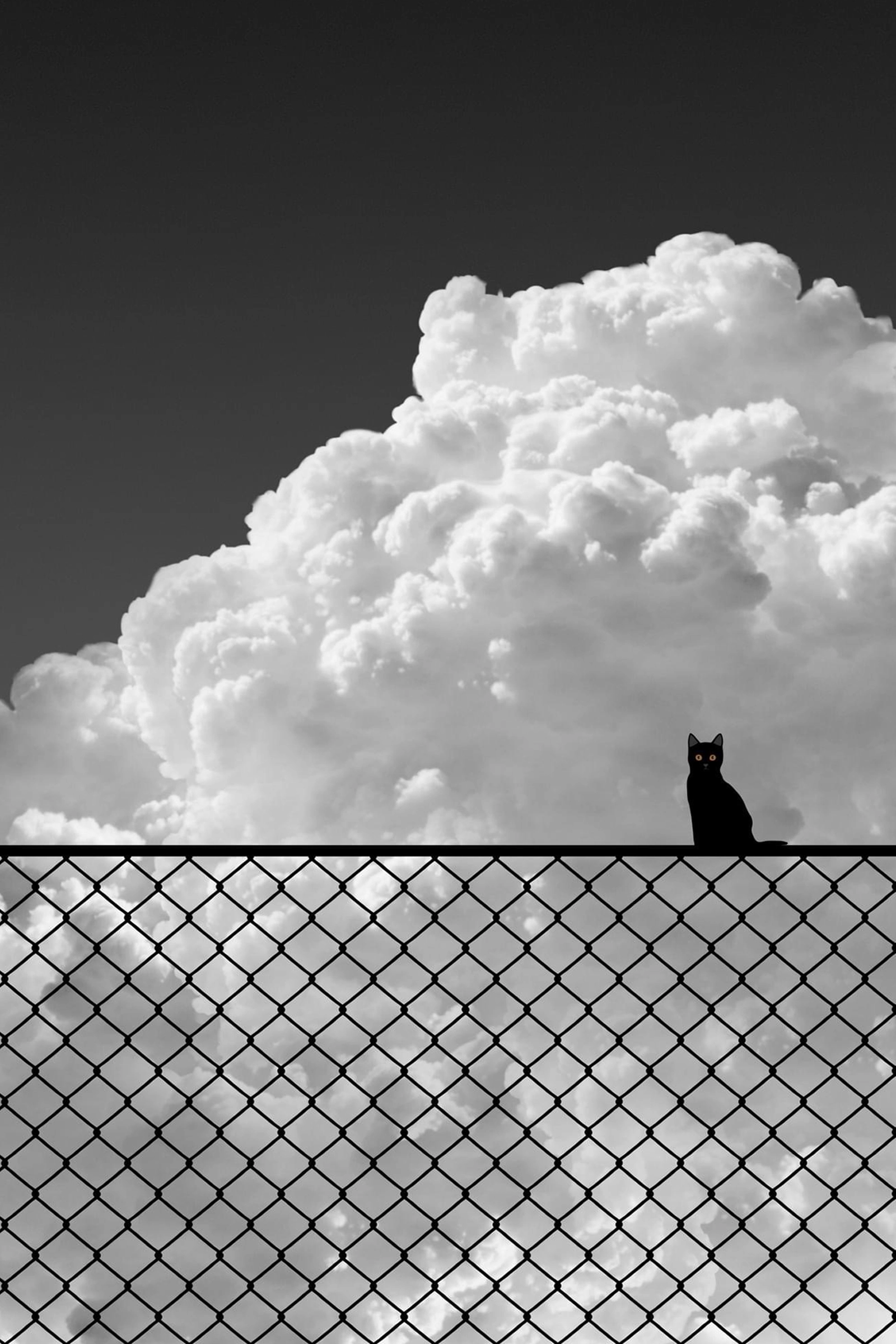 Black-Cat-Appriciation-Day
