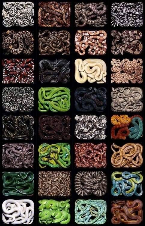 WorldSnakeDay2024