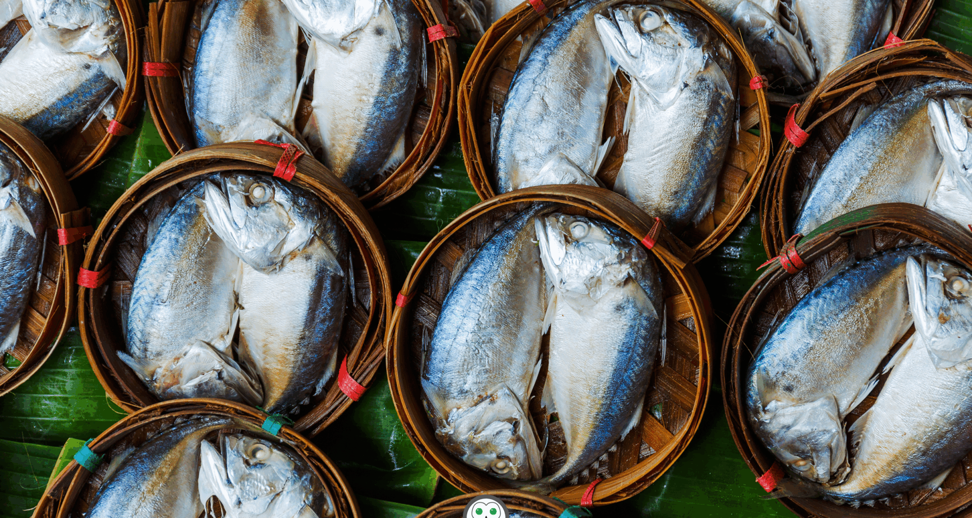 Short Thai Mackerel